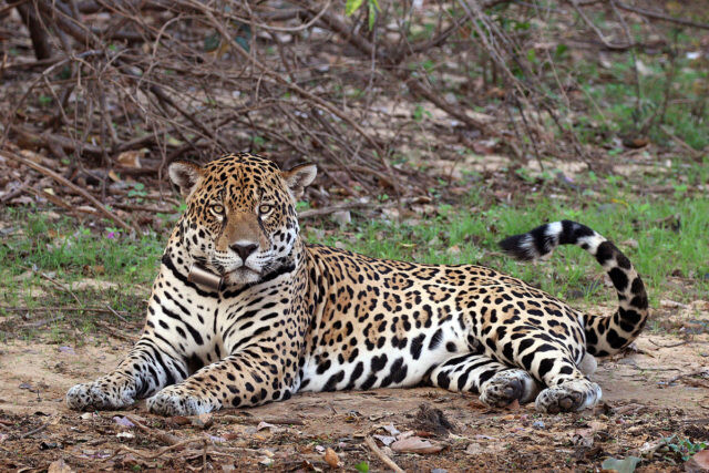 jaguar pantal
